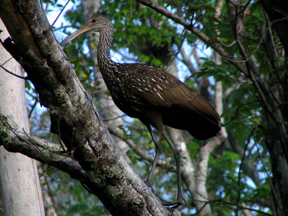 A limpkin, a speckled brown wading bird, standing on a sloping tree trunk at Wekiwa Springs State Park