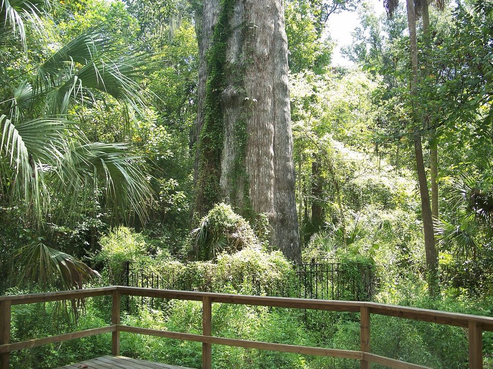 The trunk of The Senator, the giant cypress in Big Tree Park, seen from the boardwalk in 2007