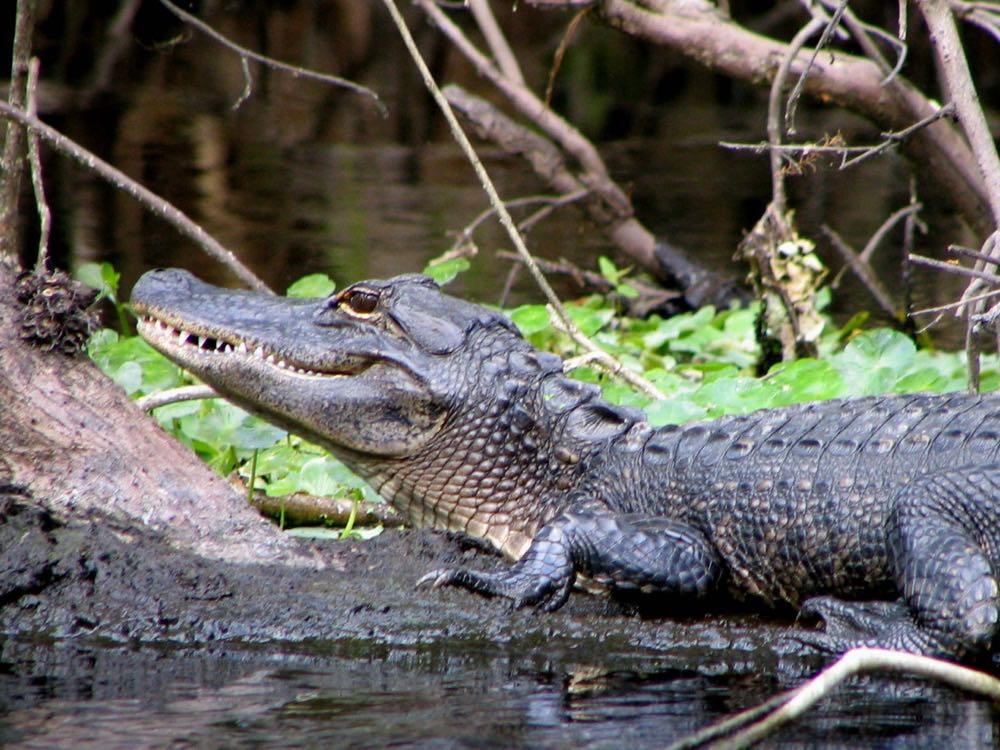 An alligator resting on a muddy bank of the Wekiwa spring run
