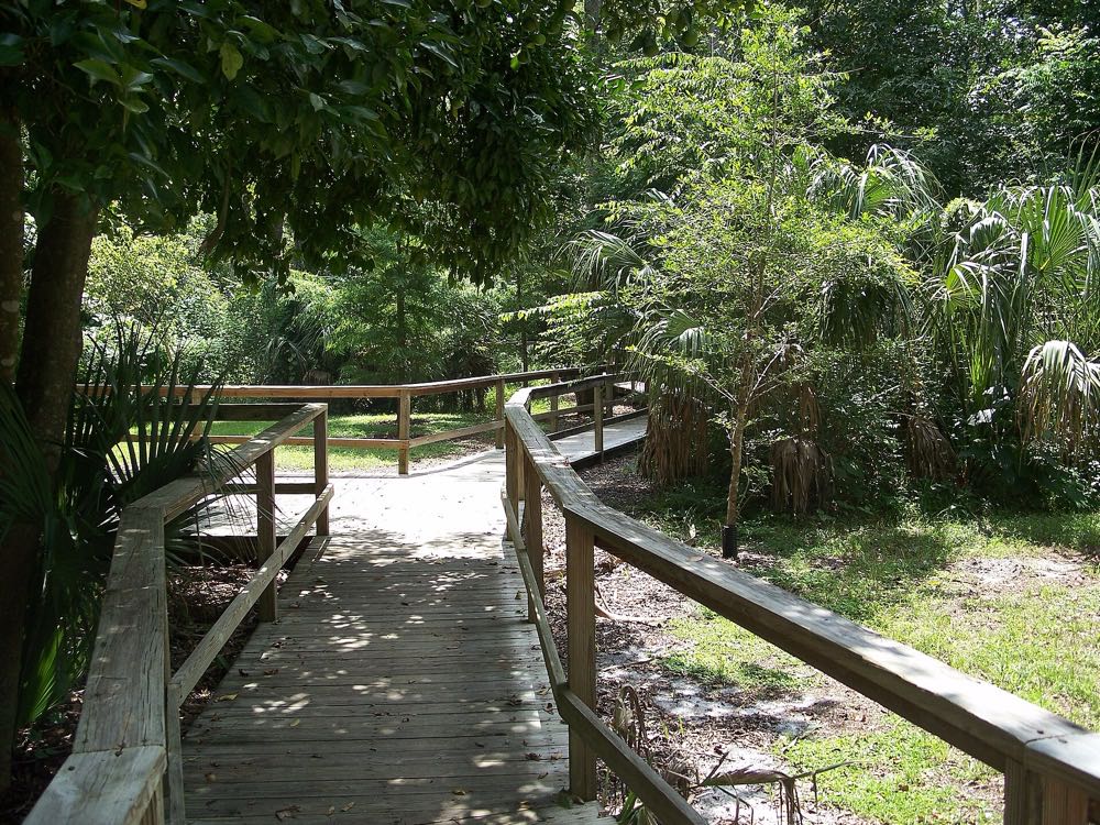A wooden boardwalk winding through the woods in Big Tree Park